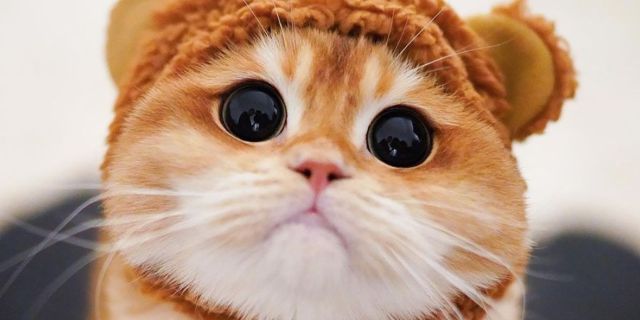 Ojos de gato  Gatos, Ojos de gato, Gato con botas