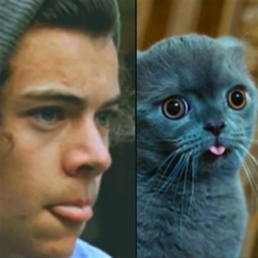 One Direction son unos gatos
