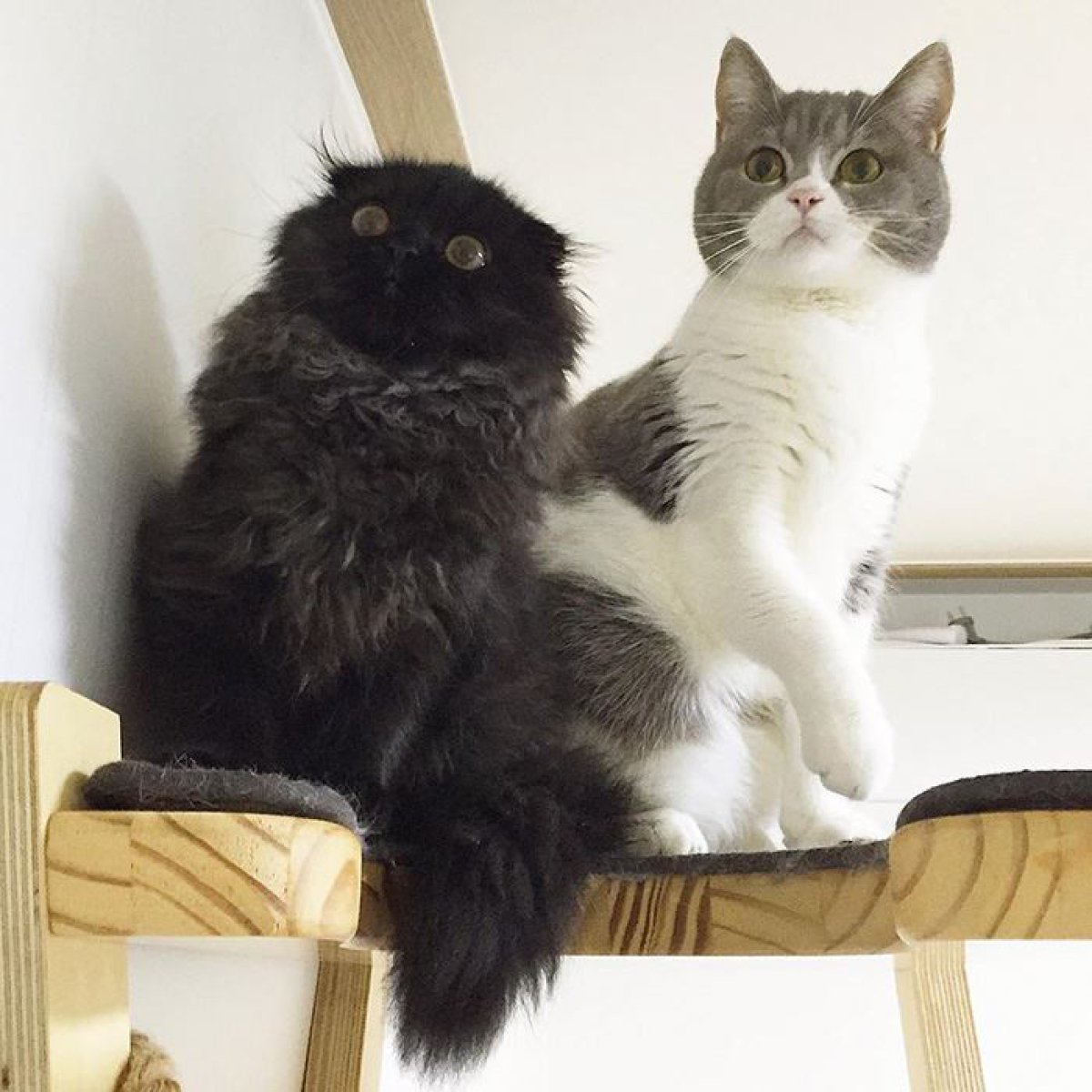 El gato con la mirada más rara del mundo