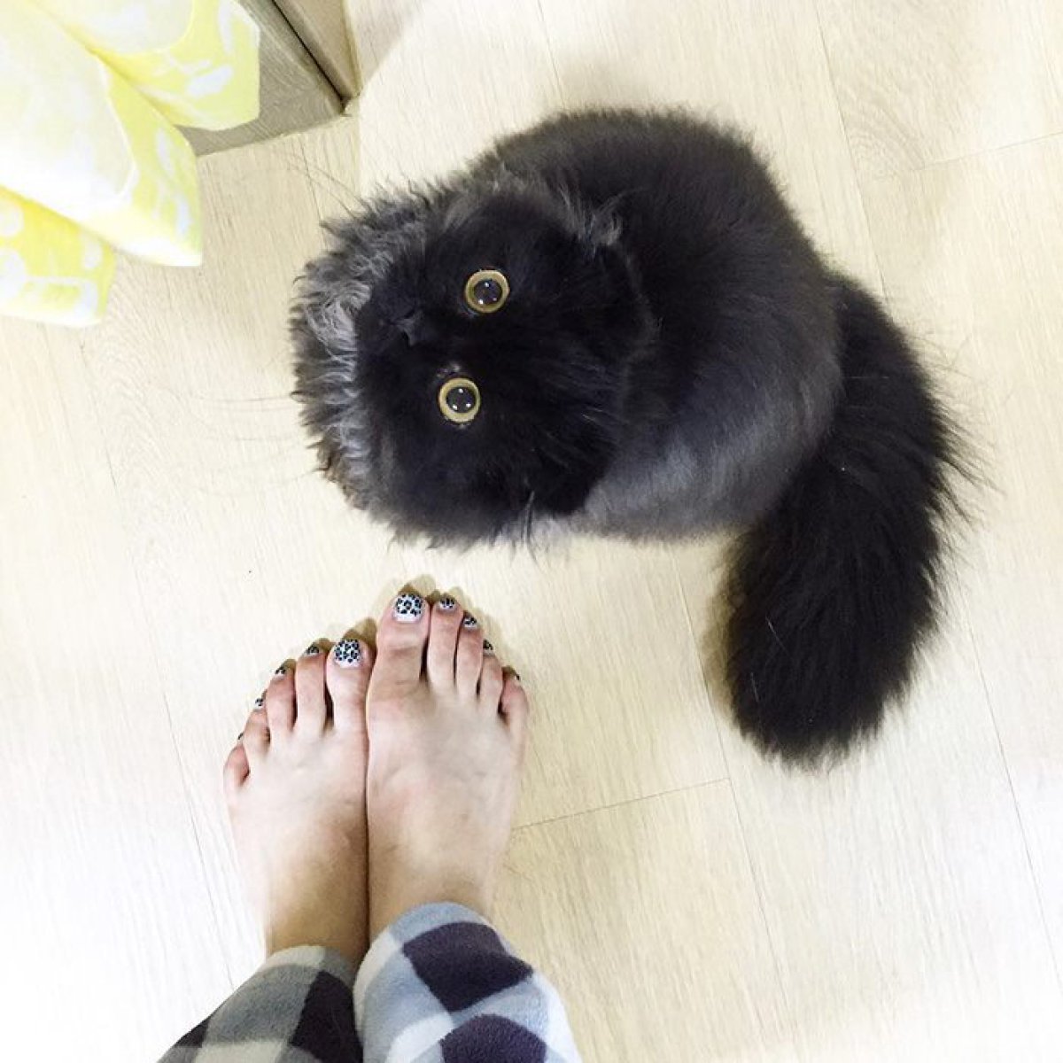 El gato con la mirada más rara del mundo