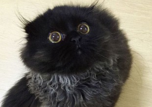 El gato con la mirada más rara del mundo