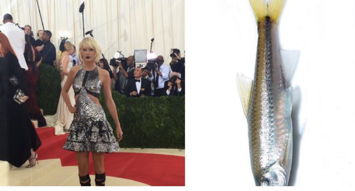 ¿Taylor Swift o un pescado?