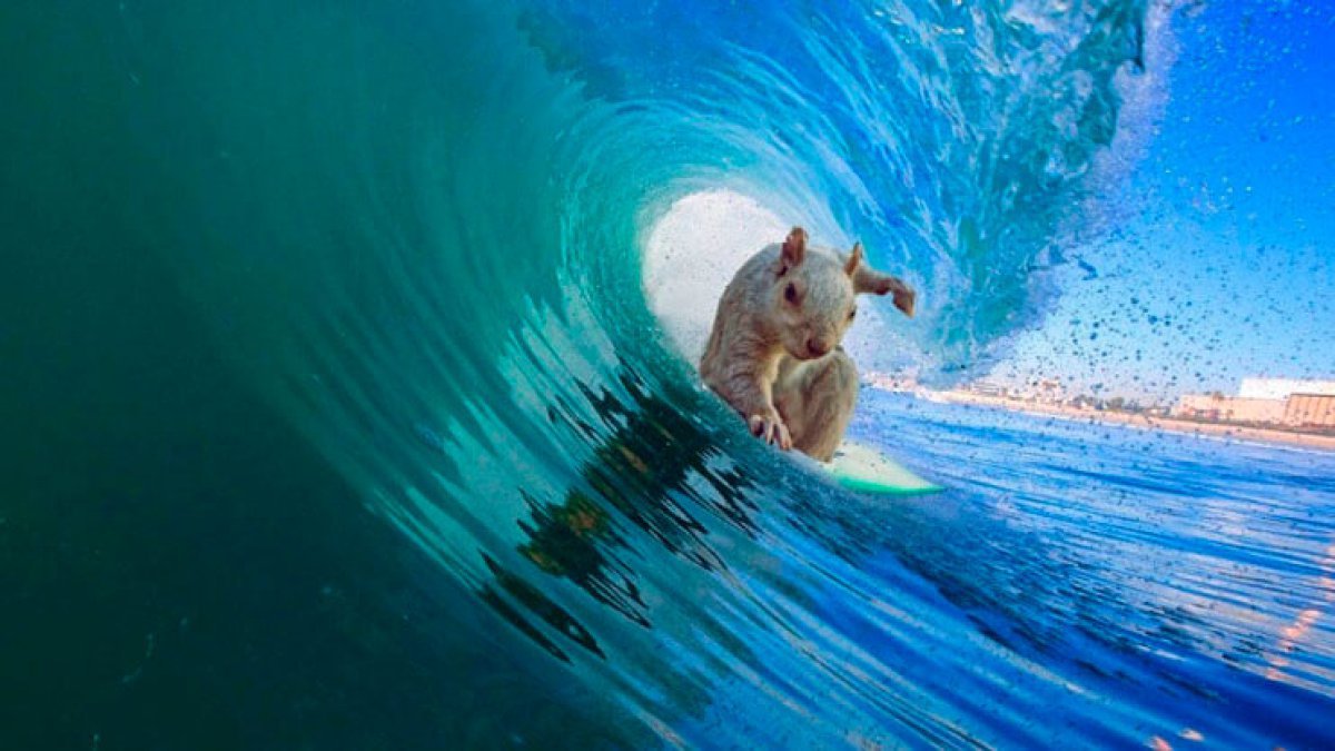 Ardilla surfer!