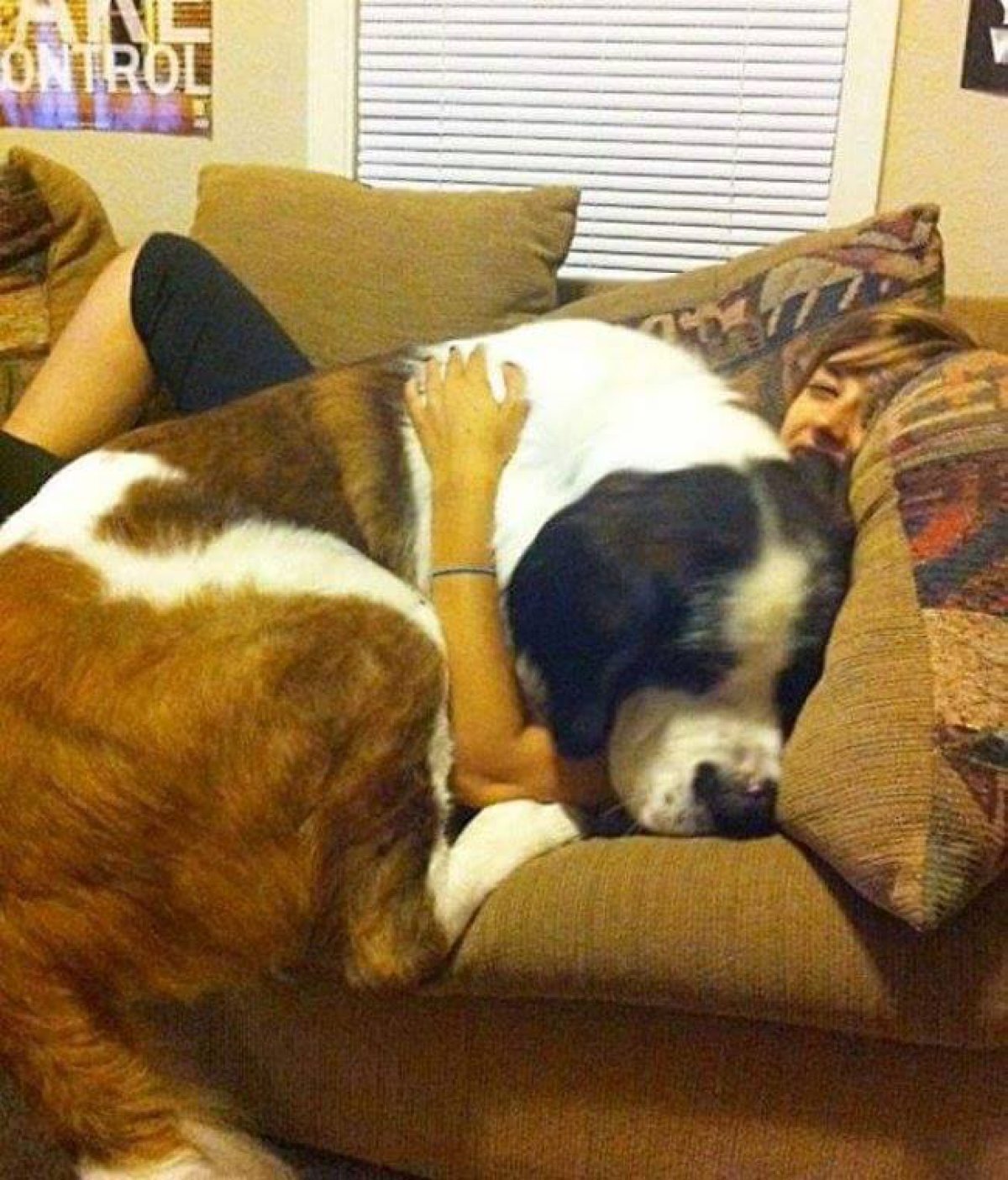 ¡Los perros más gigantes del mundo!