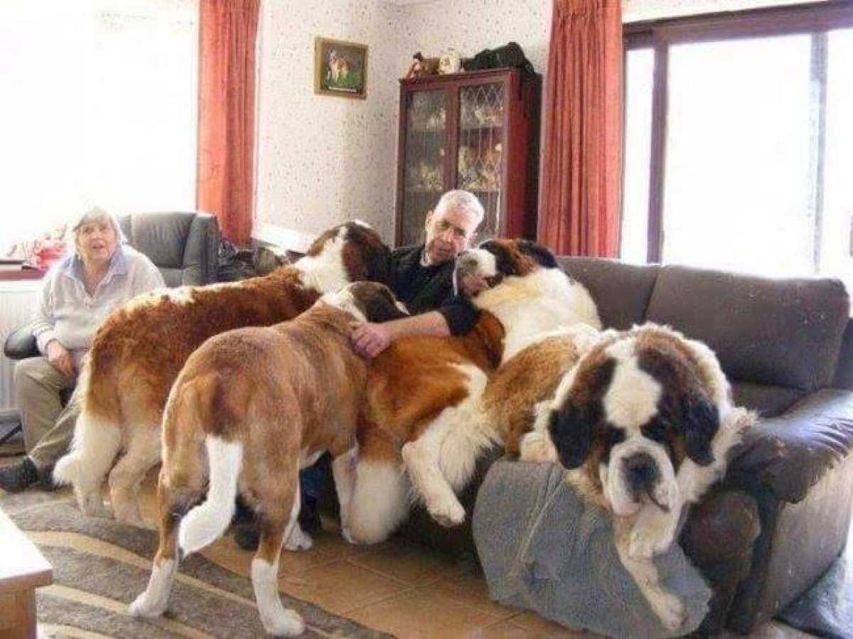 ¡Los perros más gigantes del mundo!