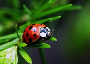 Con esta app podés ver el mundo como un insecto