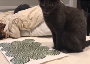El gato que quedó hipnotizado por una ilusión óptica