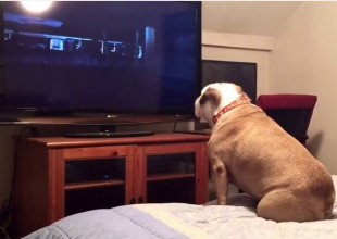 La sorprendente reacción de un perro al ver una película de terror