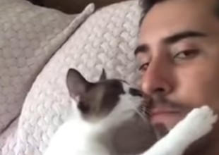 Este tierno gatito quiere besos todo el tiempo