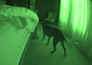 Puso una cámara para espiar a su perro en la madrugada y se llevó una sorpresa
