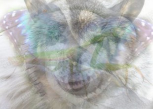 El primer animal que veas determina tu personalidad