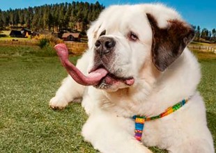 Este perro rompe Récord Guiness por tener una lengua larga
