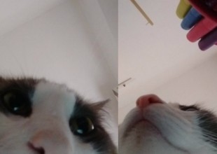 El gato que se saca selfies es furor en las redes sociales