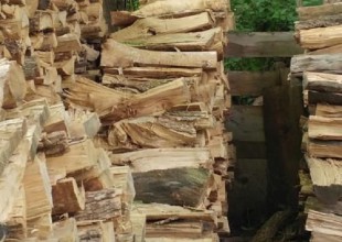 ¿Te animás a encontrar al animal oculto en esta imagen?