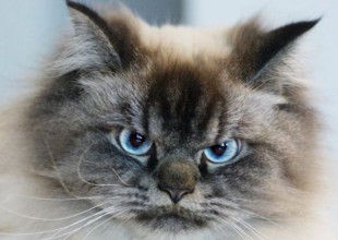 ¡Este gato es lo más tierno que verás en el día!