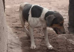 Lo más tierno que verás en el día: Un perrito ayuda a una familia atrapada
