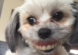 El mejor meme: Le pusieron una dentadura postiza a un perro