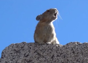 Una ardilla se animó a cantar como Freddie Mercury