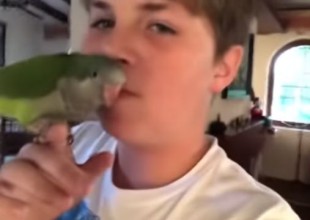 El dueño de Chimuelo presentó a su nueva mascota