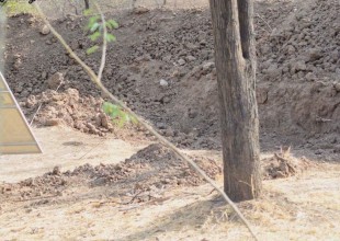 ¿Dónde está el leopardo? ¡Un nuevo desafío viral que nadie puede resolver!