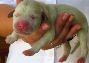¡OMG! Nació un perro de color verde en Estados Unidos