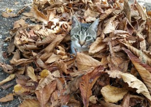 Nuevo desafío viral: Encontrá al gato escondido entre las hojas