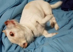 ¿Es un perro o un chancho? La foto que enloqueció a Twitter