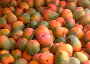 Nuevo desafío viral (muy difícil): ¿Encontraste al loro escondido entre las frutas?