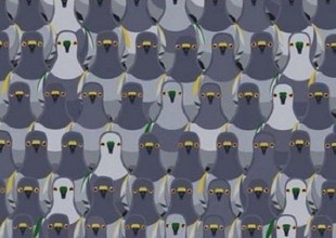 ¿Podrás encontrar al gato escondido entre las palomas?