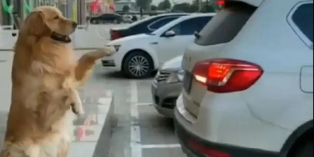 Perro ayuda a estacionar
