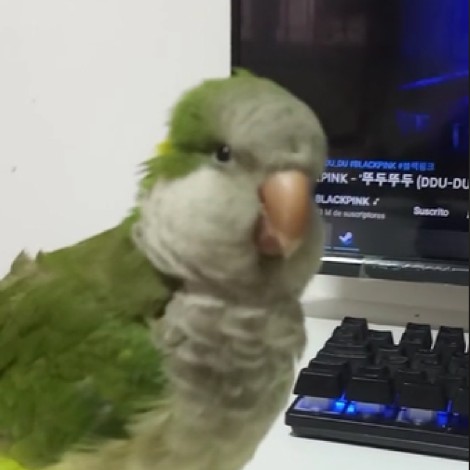 ¡El verdadero BLINK! Mirá el video viral de un lorito cantando una canción de BLACKPINK